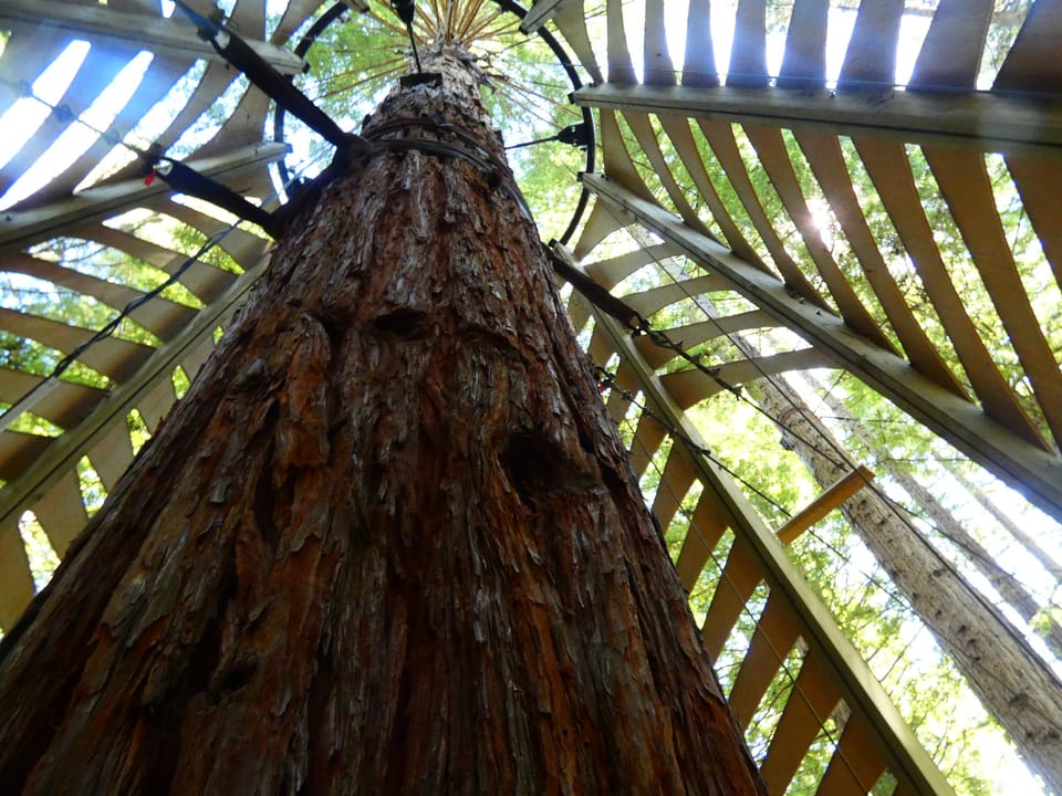 Redwood Forest Rotorua